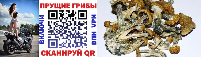 Псилоцибиновые грибы прущие грибы  Щучье 